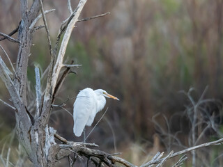 Great Egret