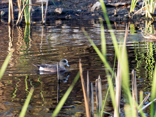 American Wigeon