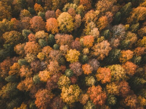 Aerial view of an autumn forest, with vibrant colors of fall trees, from a top-down perspective.