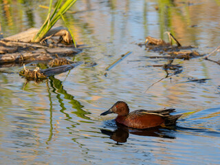 Cinnamon Teal