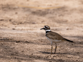 Killdeer