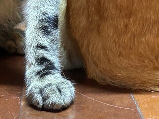 close-up of the paw of a sokoke cat, next to the back of another orange cat on wooden floor