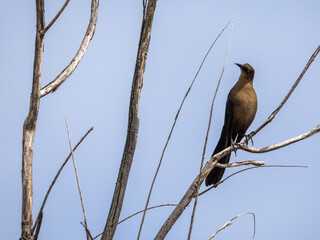 Grackle