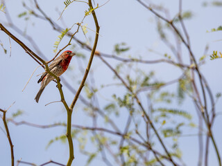 House Finch