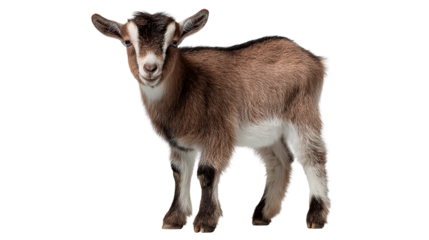 A cute and friendly goat stands and looks towards the camera with a happy expression.