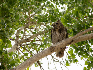 Great Horned Owl
