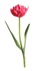 One beautiful pink tulip isolated on white