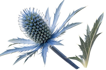 Isolated Eryngium Flower on Transparent White Background