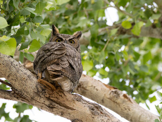 Great Horned Owl