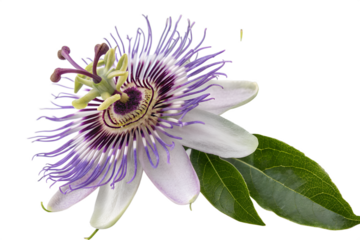 Passion Flower isolated on transparent white background