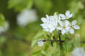 Beautiful blossoming plum tree with white flowers outdoors, closeup. Space for text