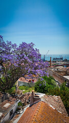 Jacaranda blooming in Lisbon 
