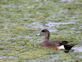 American Wigeon