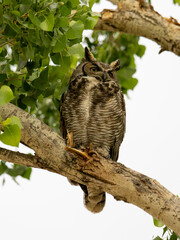 Great Horned Owl