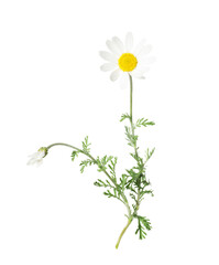One beautiful chamomile flower on white background