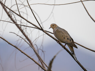 Morning Dove