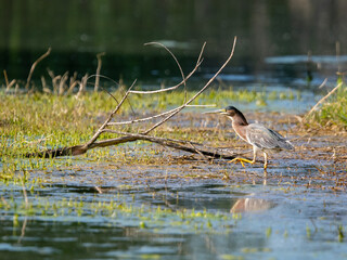 Green Heron