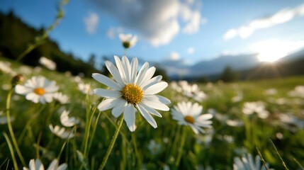 Close-Up Of White Daisies Blooming In A Green Field Under A Blue Sky And Sunlight
