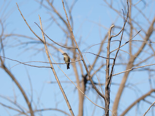 Northern Kingbird