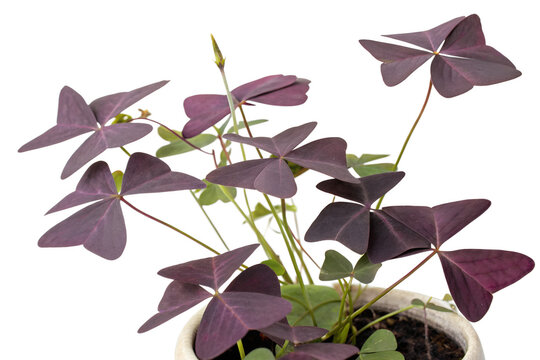 Oxalis triangularis plant isolated on transparent white background
