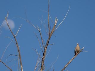 White-winged Dove