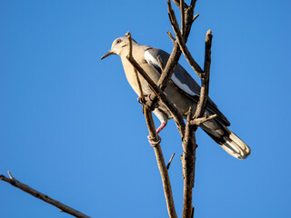 White-winged Dove