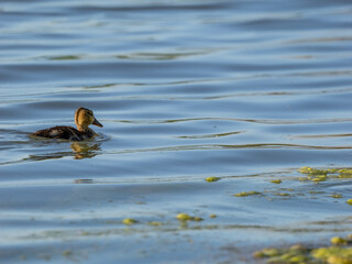 Mallard Duckling