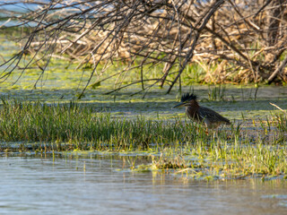 Green heron