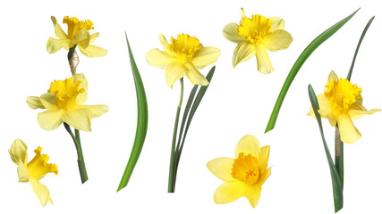 Fototapeta premium Aromatic yellow daffodils and leaves on white background, set