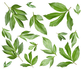 Green peony leaves isolated on white, set
