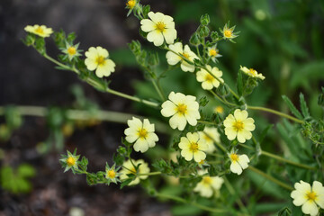 ヤマブキソウ　Hylomecon japonica