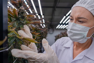 A researcher in a controlled environment inspects cannabis plants for quality assurance and growth...