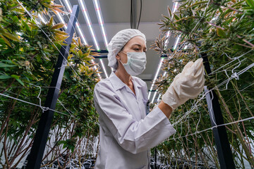 A researcher in a controlled environment inspects cannabis plants for quality assurance and growth...