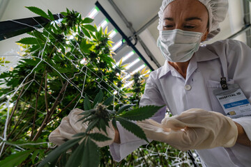 A scientist inspects cannabis plants in a controlled indoor farm for quality assurance and...