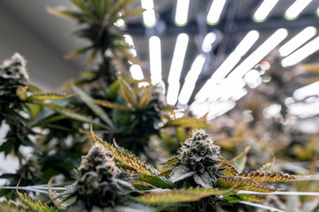 A researcher inspects cannabis plants in a high tech indoor facility, using digital technology for data analysis. Advancements in medical cannabis are shaping the future of sustainable cultivation.