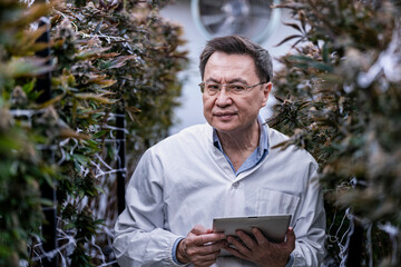 A researcher inspects cannabis plants in a high tech indoor facility, using digital technology for...