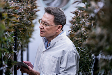 A researcher inspects cannabis plants in a high tech indoor facility, using digital technology for...