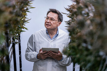 A researcher inspects cannabis plants in a high tech indoor facility, using digital technology for data analysis. Advancements in medical cannabis are shaping the future of sustainable cultivation.
