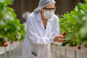A scientist inspects fresh strawberries in a controlled greenhouse environment, ensuring quality and sustainable farming practices for organic food production and advanced agricultural research.