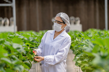 A researcher examines ripe strawberries in a high-tech greenhouse, monitoring growth and food...