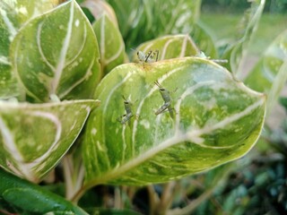 Little Grasshopper Perched on a Fresh Green Leaf