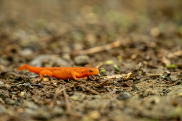 Red Spotted Newt Pauses on Dirt Trail in Shenandoah