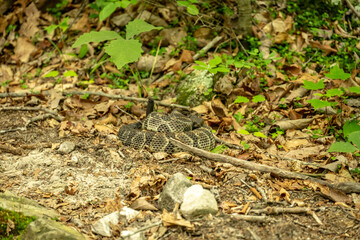 Rattle Snake Curled Up on The Edge of Trail In Shenandoah