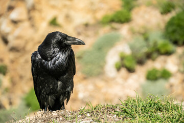 Side Profile of Raven Looking Right