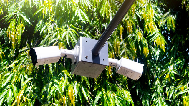 Two CCTV cameras on a metal box for outdoor installation. The cameras are separated on opposite sides. The metal legs extend out. Background of Polyalthia longifolia or Asoke tree name in Thailand.