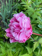 pink peony flower with rain drops
