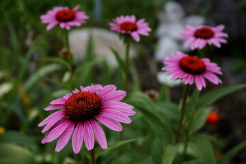 "A Symphony of Pink Cones Dancing in the Breeze"