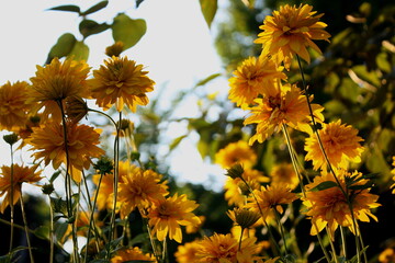 Golden Wildflowers in the Open Wind