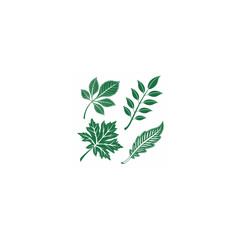 fresh herbs on white background