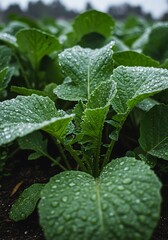 rain drops on a leaf